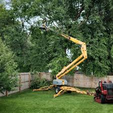 How Our Tree Care Process Works  in  Belmont Estates, VA