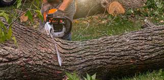 Best Stump Grinding and Removal  in Belmont Estates, VA