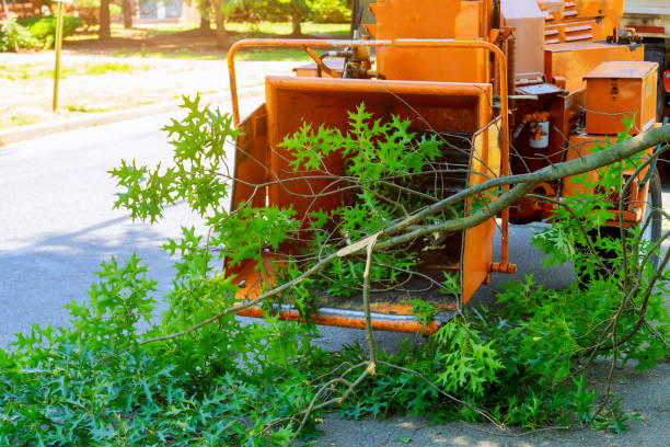 Best Tree Disease Treatment  in Belmont Estates, VA