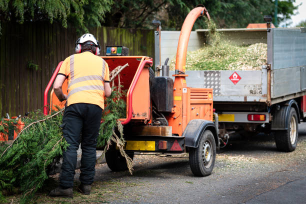 Best Tree Trimming and Pruning  in Belmont Estates, VA