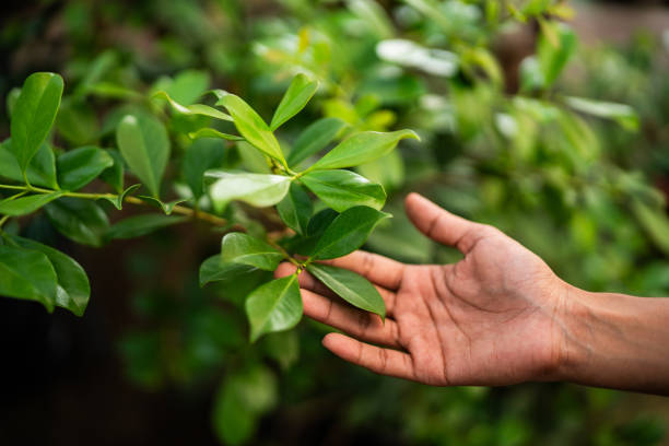 Best Commercial Tree Services  in Belmont Estates, VA