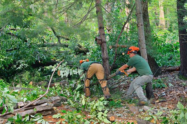 Best Weed Control  in Belmont Estates, VA