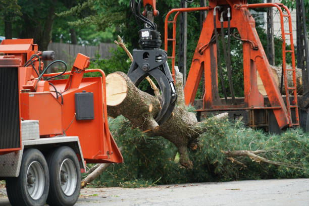 Best Tree Removal  in Belmont Estates, VA
