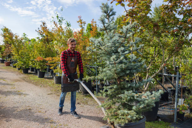 Best Tree Cabling and Bracing  in Belmont Estates, VA