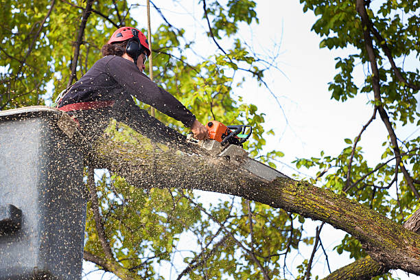 Best Storm Damage Tree Cleanup  in Belmont Estates, VA