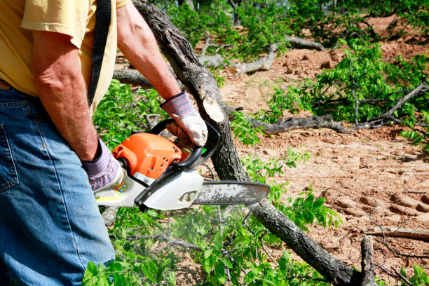 Best Tree and Shrub Care  in Belmont Estates, VA