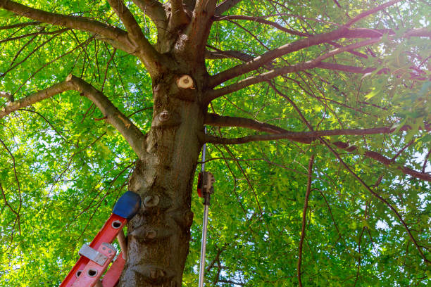Best Emergency Tree Removal  in Belmont Estates, VA
